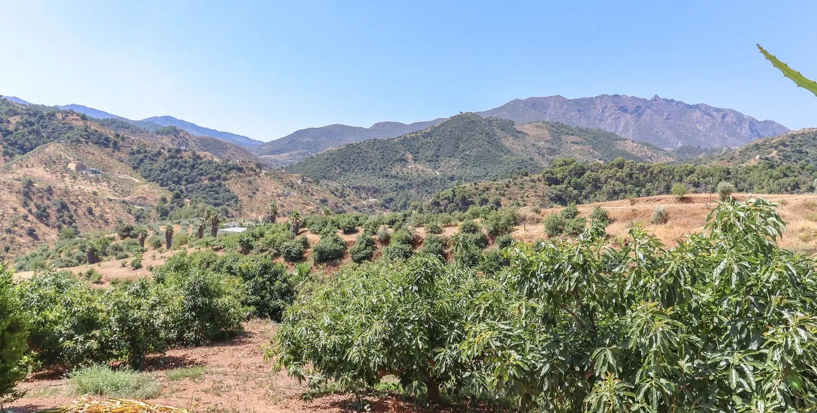 Sale of farm in Monda 39