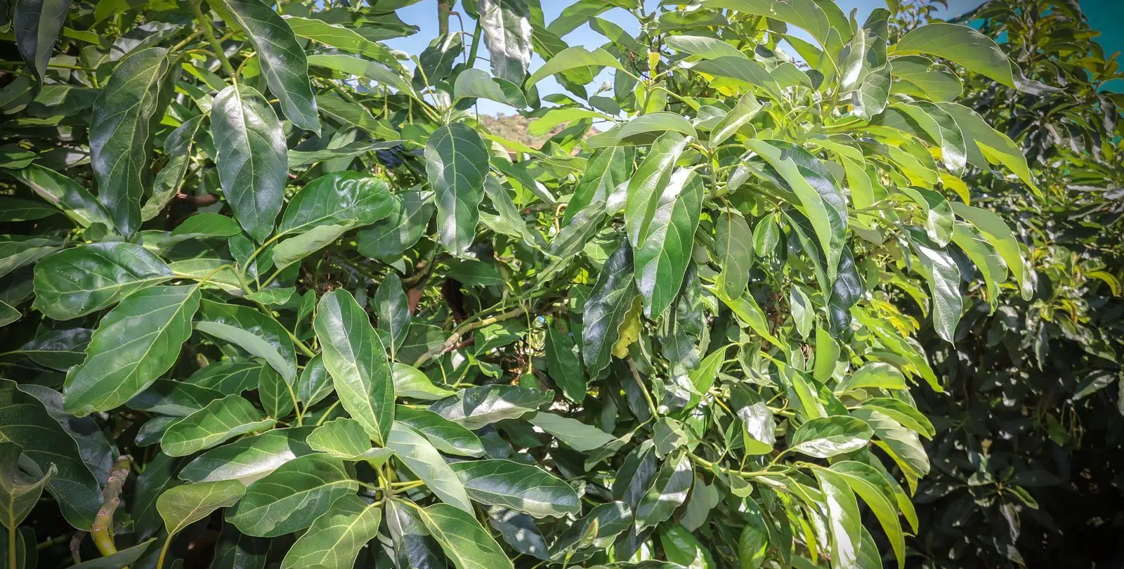 Sale of farm in Monda 41