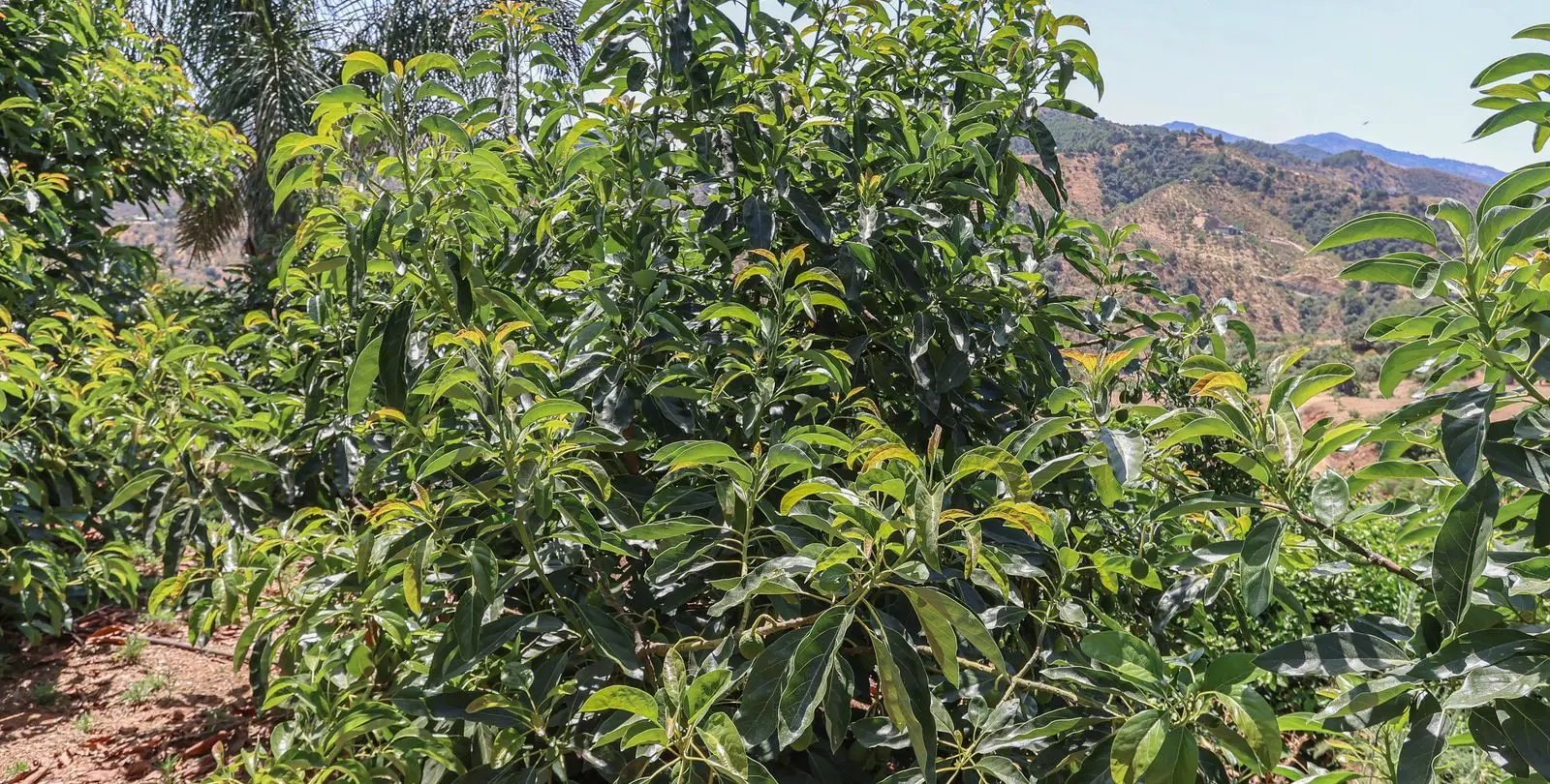 Sale of farm in Monda 42