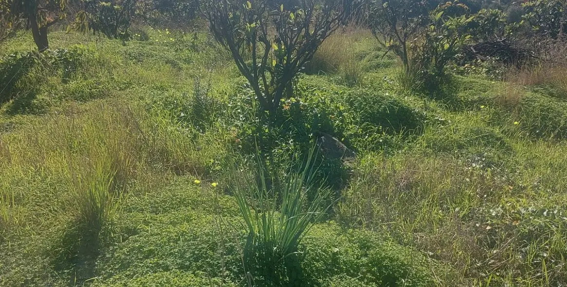 Продажа финки в Estepona 14