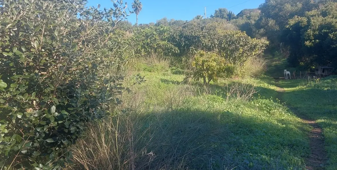 Sale of finca - cortijo in Estepona 11