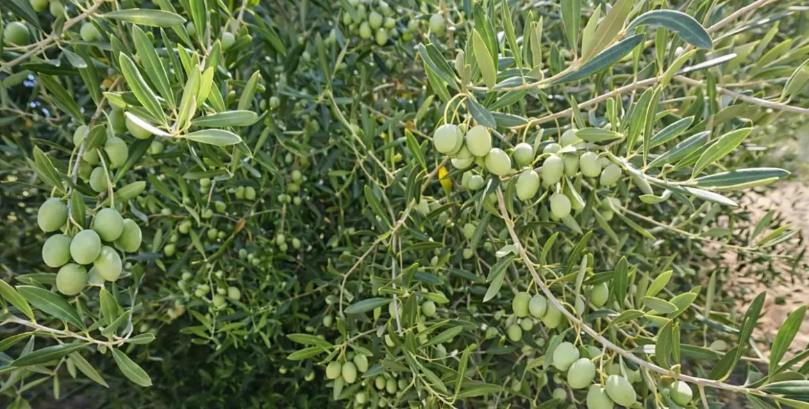 Sale of detached villa in Ronda 25