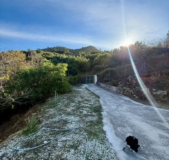 Sale of finca - cortijo in Ojén