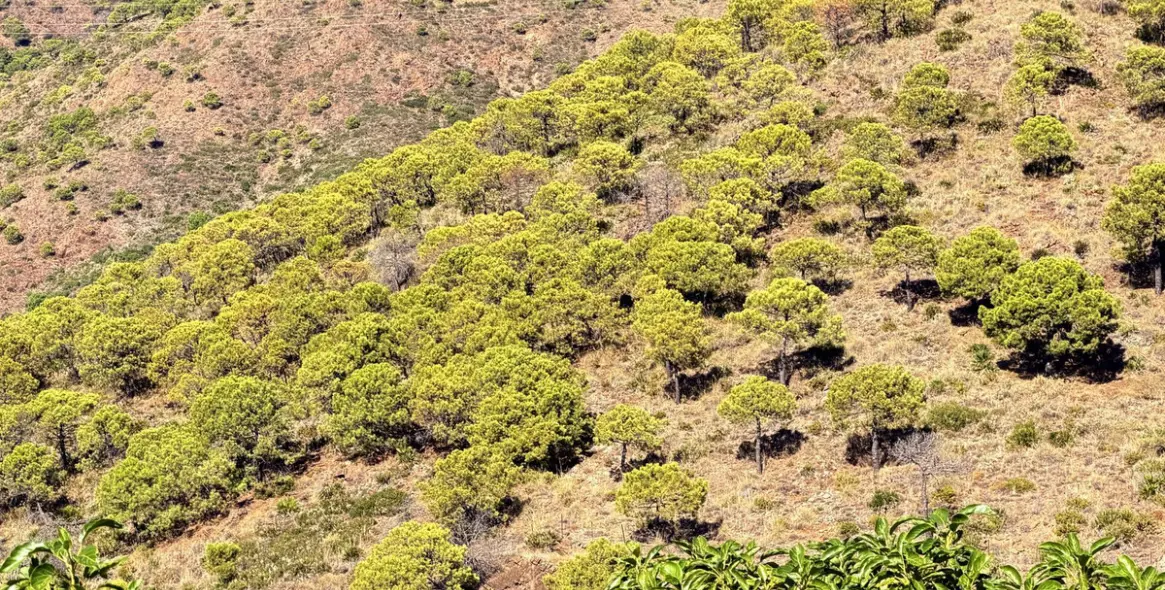 Продажа  отдельно стоящей виллы в Estepona 42