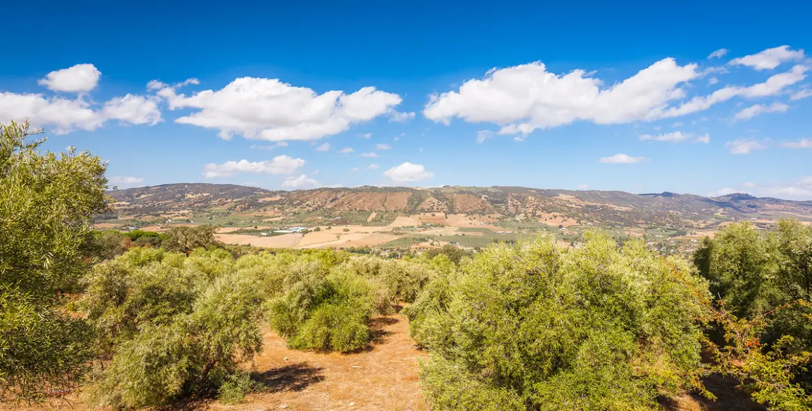 Sale of finca - cortijo in Ronda 23