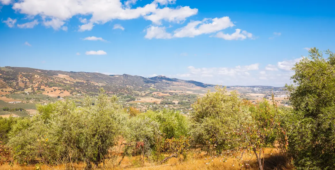 Sale of finca - cortijo in Ronda 31