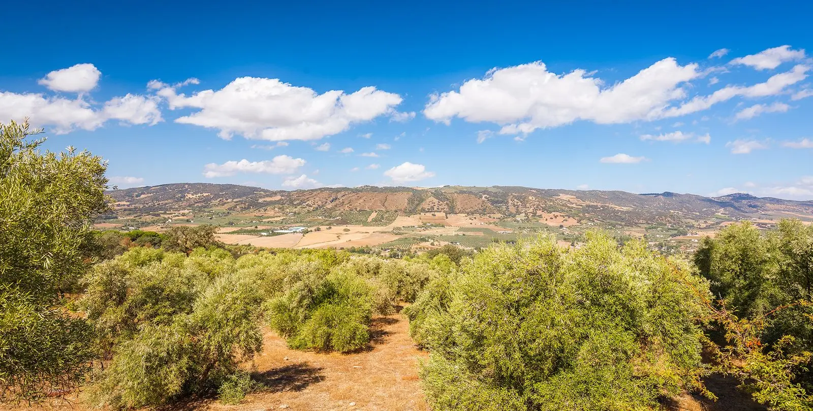 Sale of finca - cortijo in Ronda 23