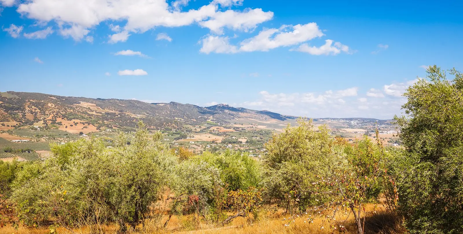 Sale of finca - cortijo in Ronda 31