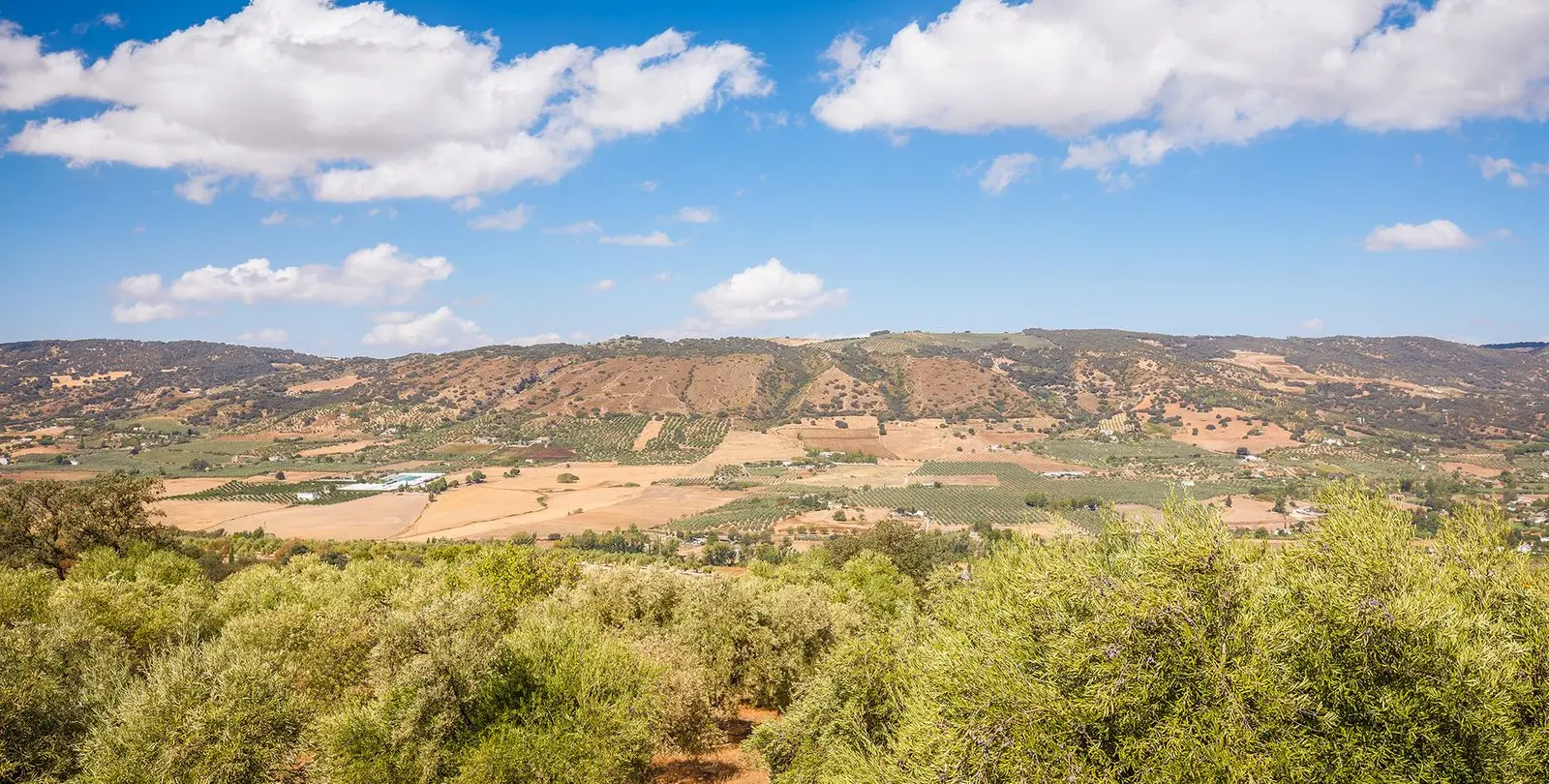Sale of finca - cortijo in Ronda 38