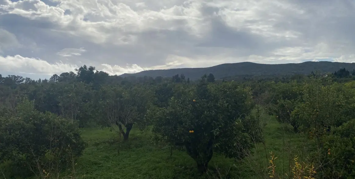 Venta de parcela residencial en Sotogrande 10