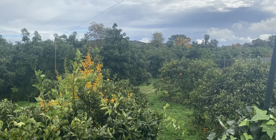 Venta de parcela residencial en Sotogrande 12