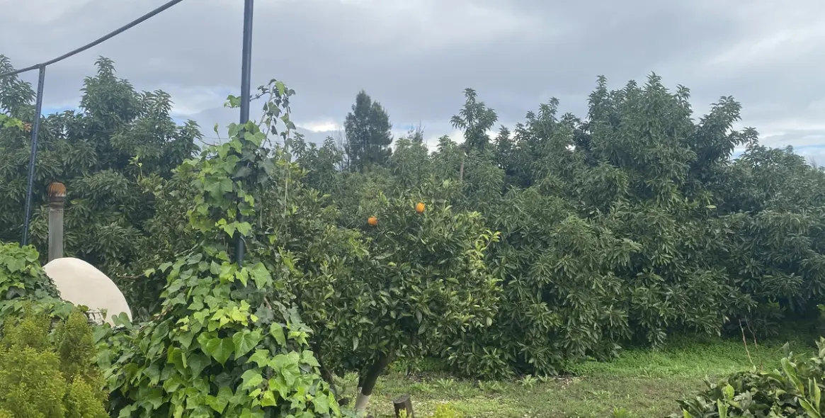 Venta de parcela residencial en Sotogrande 13