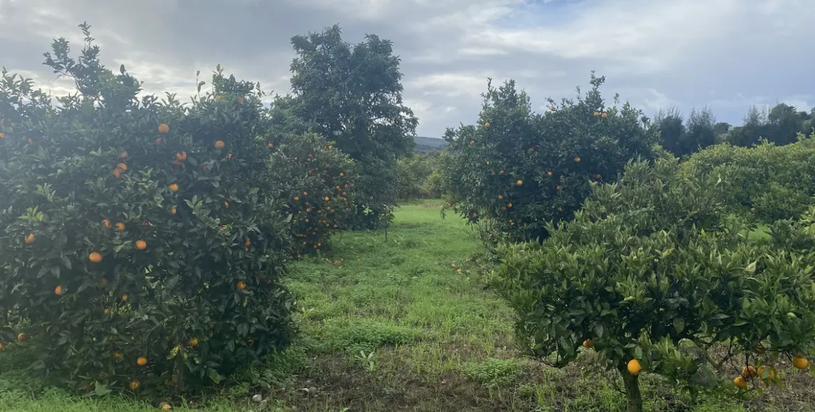 Venta de parcela residencial en Sotogrande 17