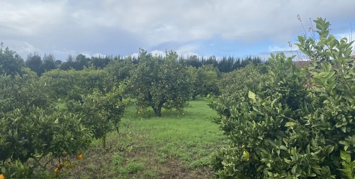 Venta de parcela residencial en Sotogrande 18