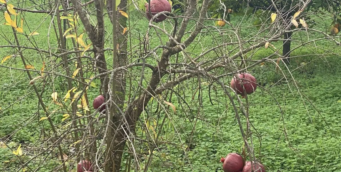 Venta de parcela residencial en Sotogrande 19