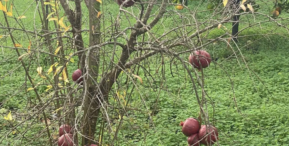 Venta de parcela residencial en Sotogrande 20