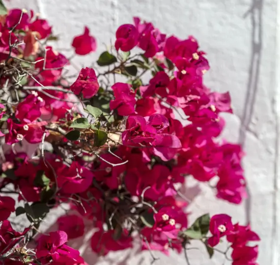 Продажа апартаментов на первом этаже в Nueva Andalucía