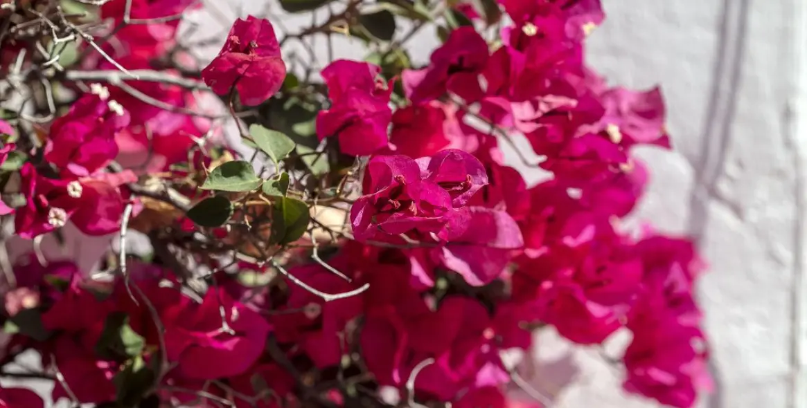 Продажа апартаментов на первом этаже в Nueva Andalucía 3