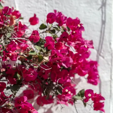 Продажа апартаментов на первом этаже в Nueva Andalucía