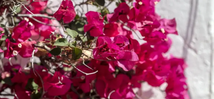 Продажа апартаментов на первом этаже в Nueva Andalucía 2