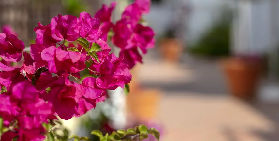 Продажа апартаментов на первом этаже в Nueva Andalucía 5