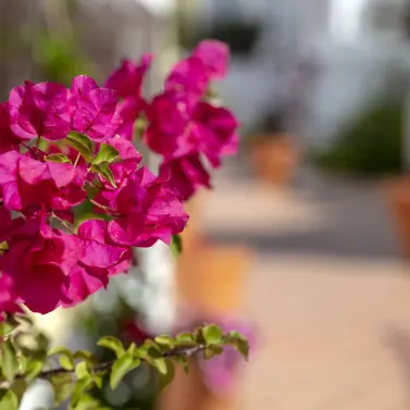 Продажа апартаментов на первом этаже в Nueva Andalucía