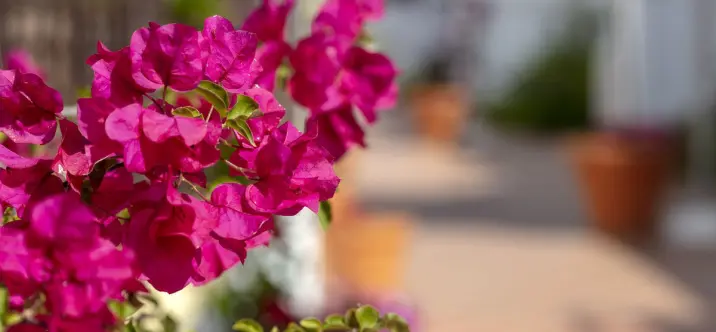 Продажа апартаментов на первом этаже в Nueva Andalucía 4