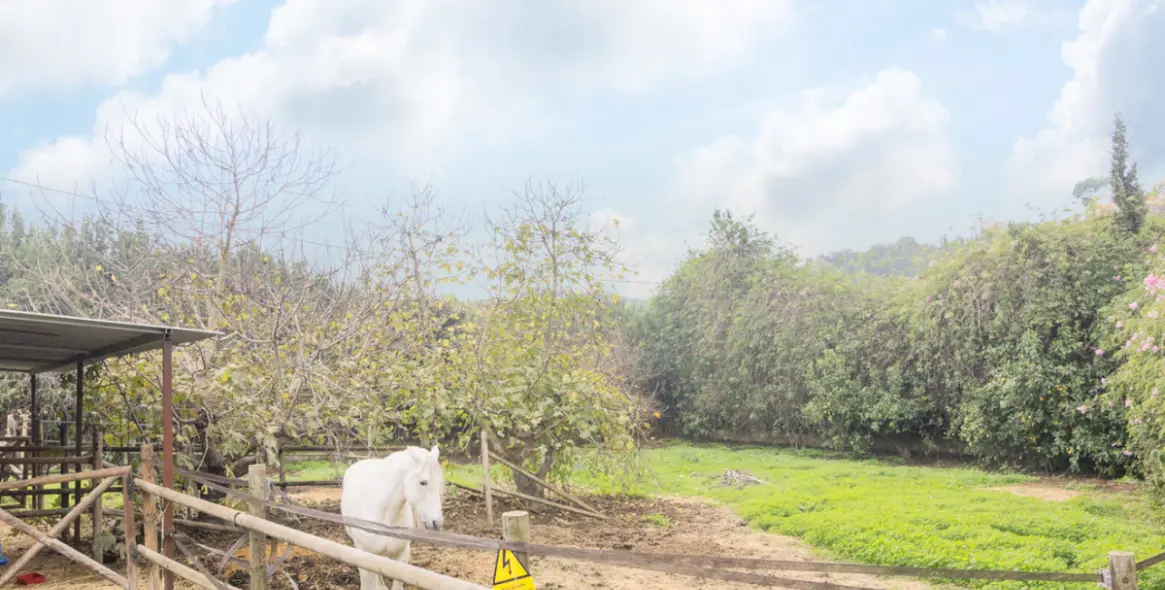 Продажа финки в El Padron 13