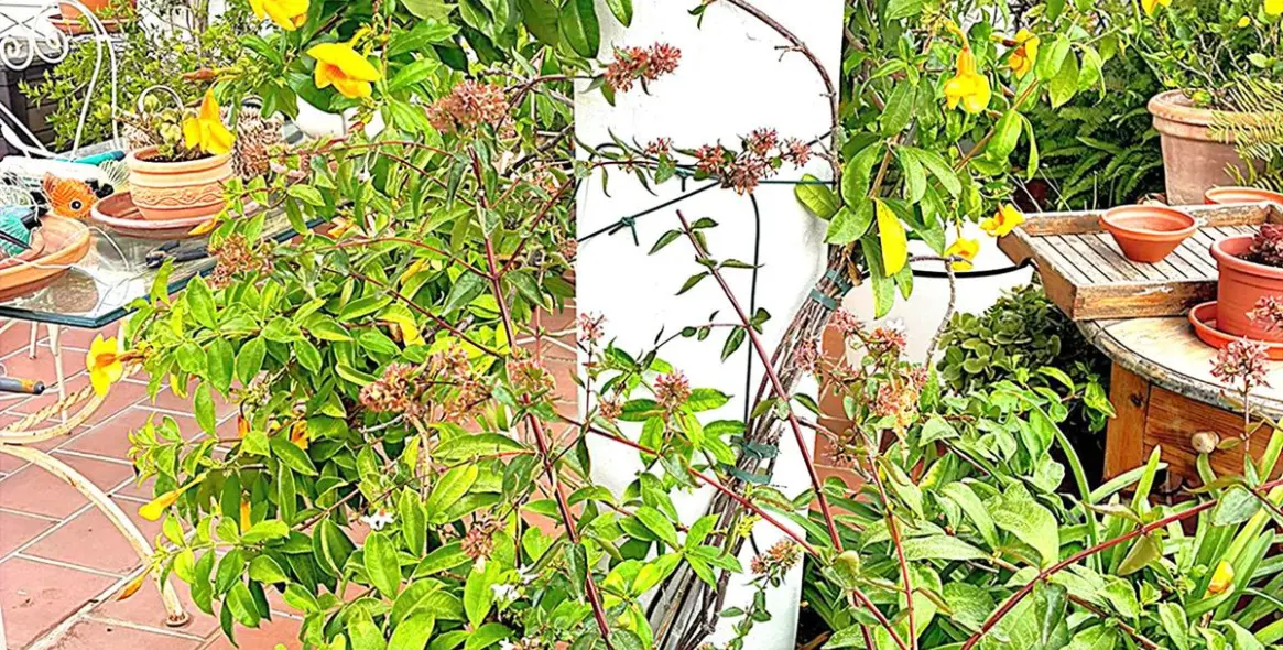 Продажа пентхауса в Los Arqueros 92