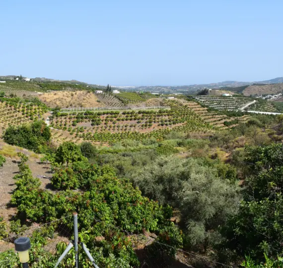 Продажа финки в Vélez-Málaga