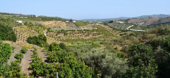 Продажа финки в Vélez-Málaga 1