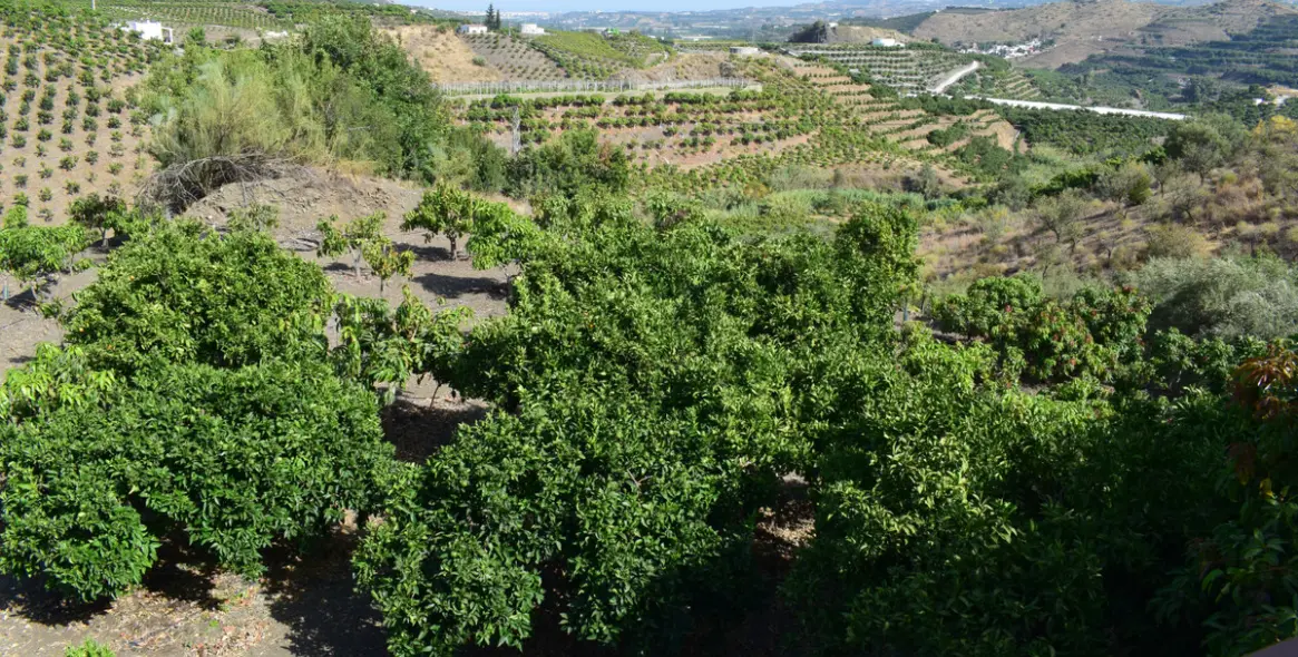 Продажа финки в Vélez-Málaga 52