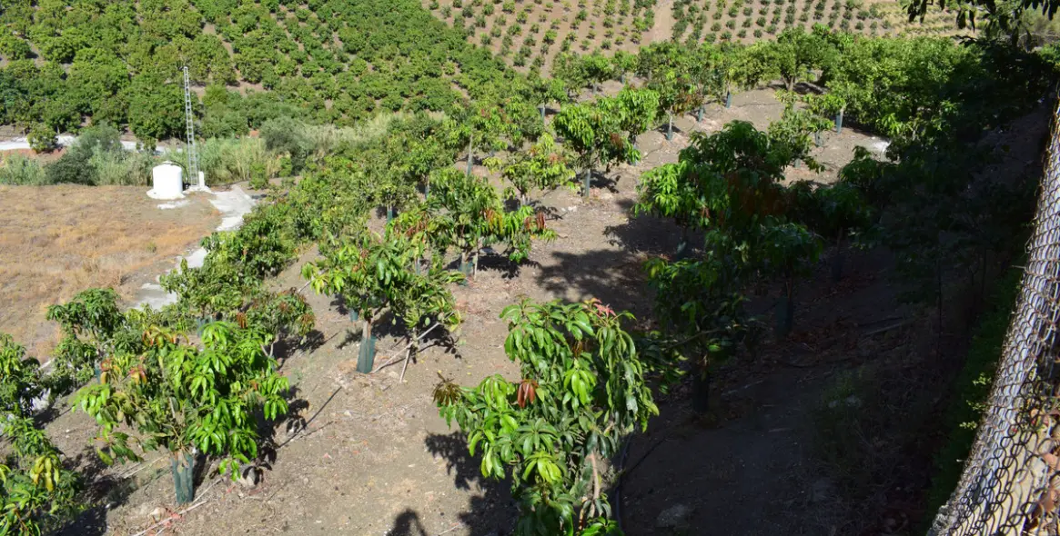 Продажа финки в Vélez-Málaga 53