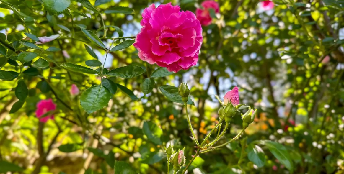 Sale of finca - cortijo in Alhaurín el Grande 47