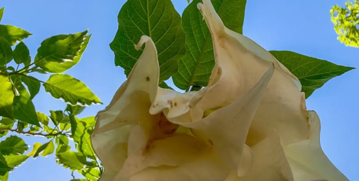 Sale of finca - cortijo in Alhaurín el Grande 59