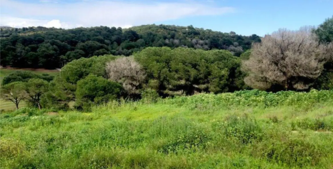 Venta de parcela residencial en Sotogrande 3