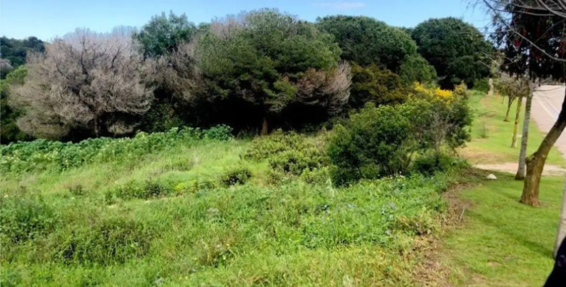 Venta de parcela residencial en Sotogrande 4