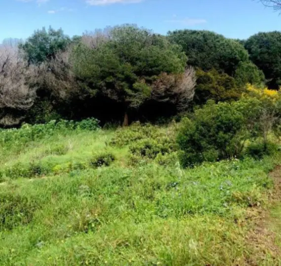 Venta de parcela residencial en Sotogrande