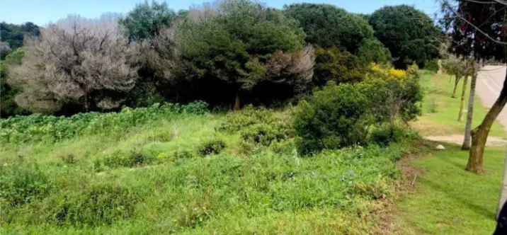 Venta de parcela residencial en Sotogrande 3