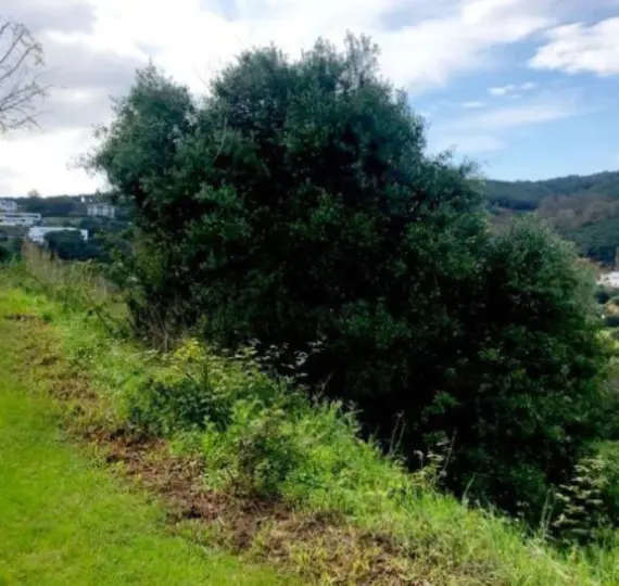 Venta de parcela residencial en Sotogrande