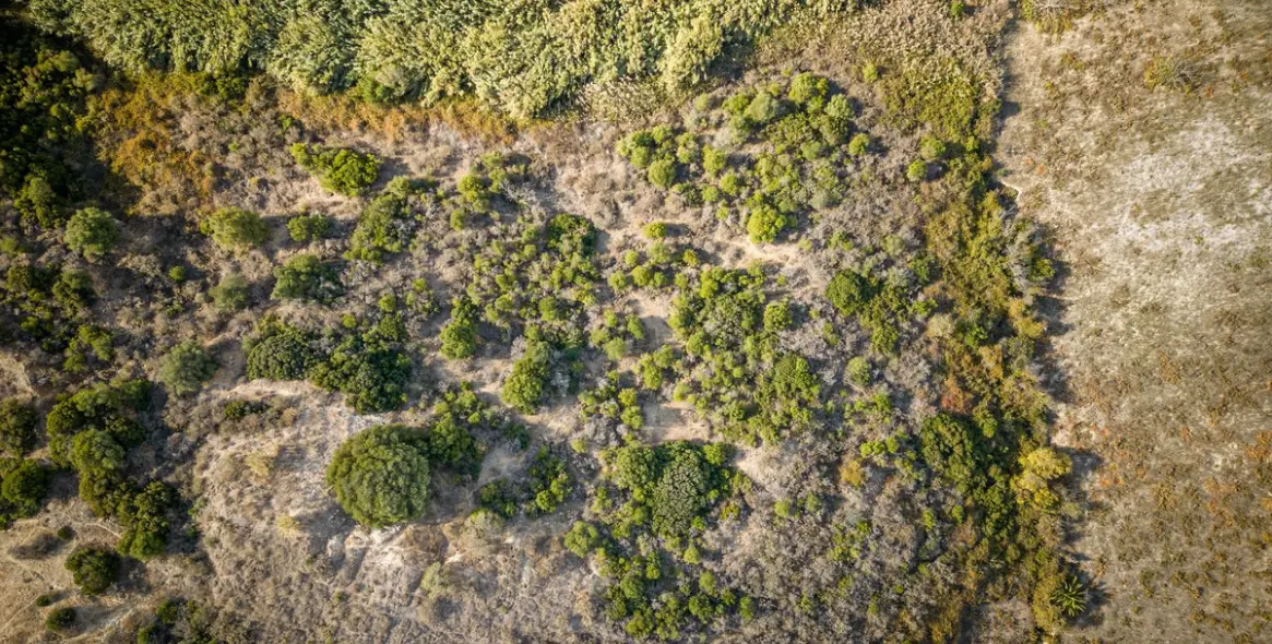 Venta de finca - cortijo en Manilva 15