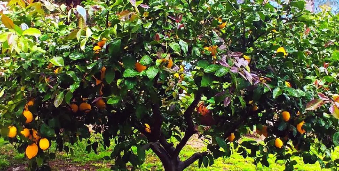 Sale of detached villa in Alhaurín el Grande 14