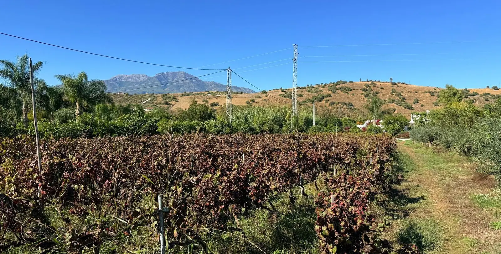 Sale of finca - cortijo in Coín 51