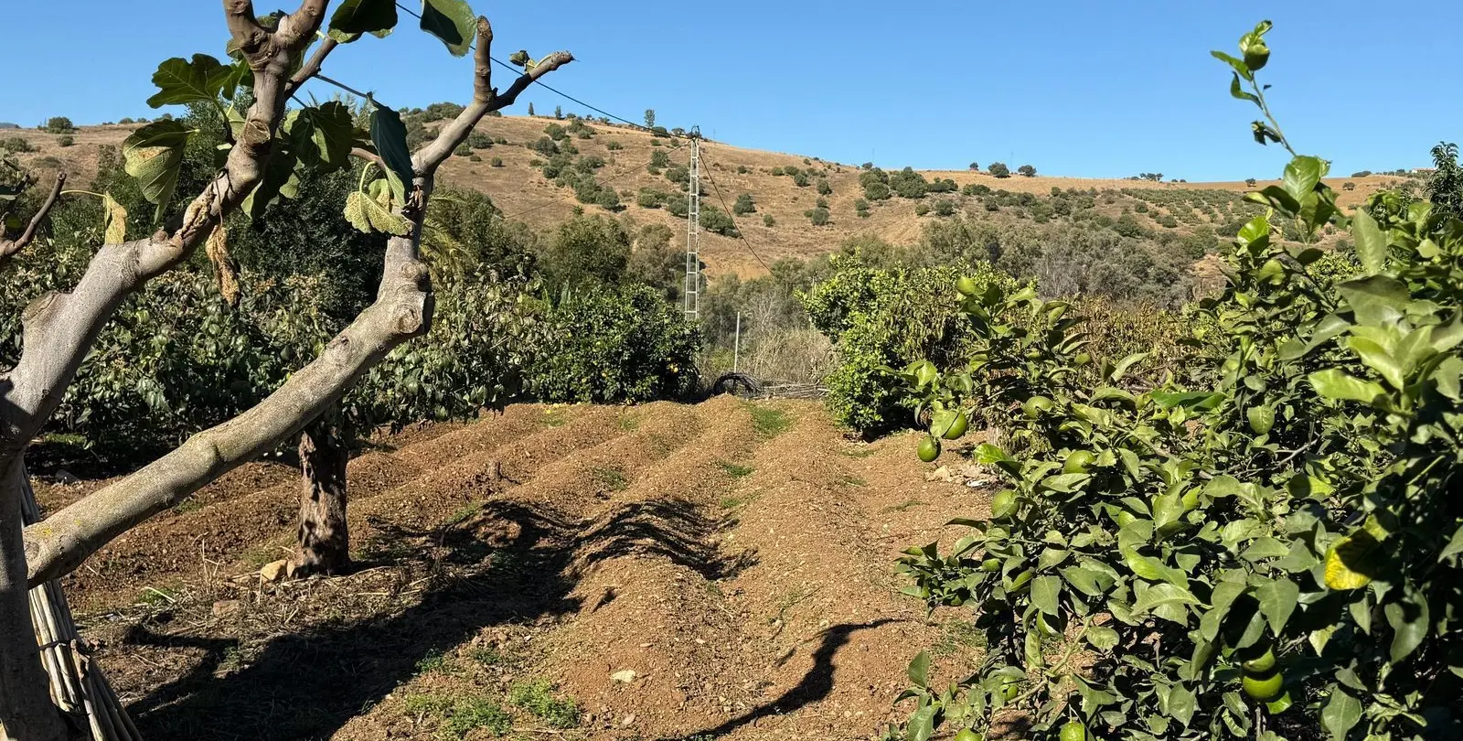 Sale of finca - cortijo in Coín 55