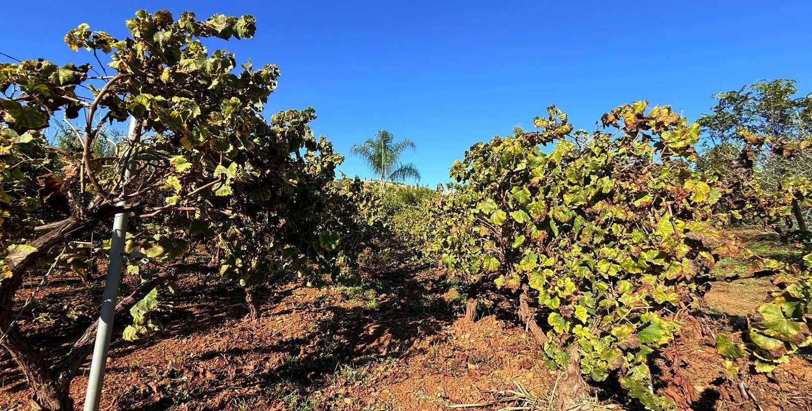 Sale of finca - cortijo in Coín 57
