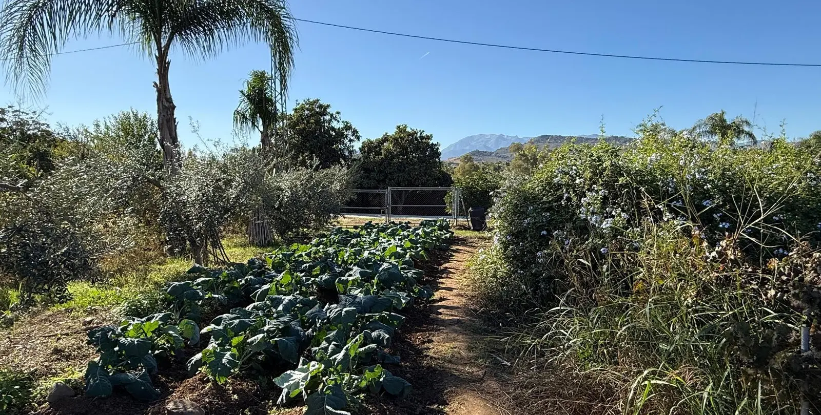 Sale of finca - cortijo in Coín 58