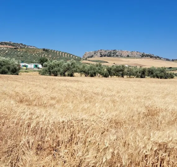 Venta de parcela residencial en Cuevas del Becerro