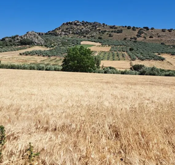 Venta de parcela residencial en Cuevas del Becerro