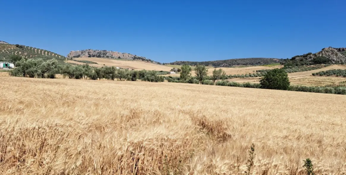 Venta de parcela residencial en Cuevas del Becerro 7