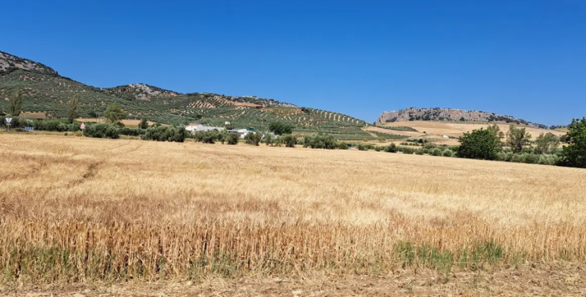 Venta de parcela residencial en Cuevas del Becerro 15